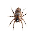 Spider-6G-10