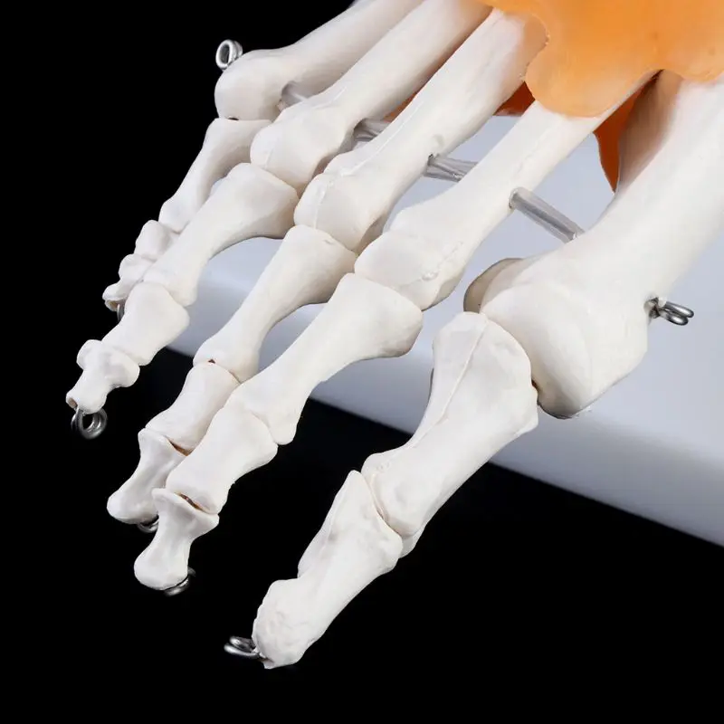 

1: 1 Human Skeleton Human Model Joint Medical Anatomy Ankle Ligament Anatomicall