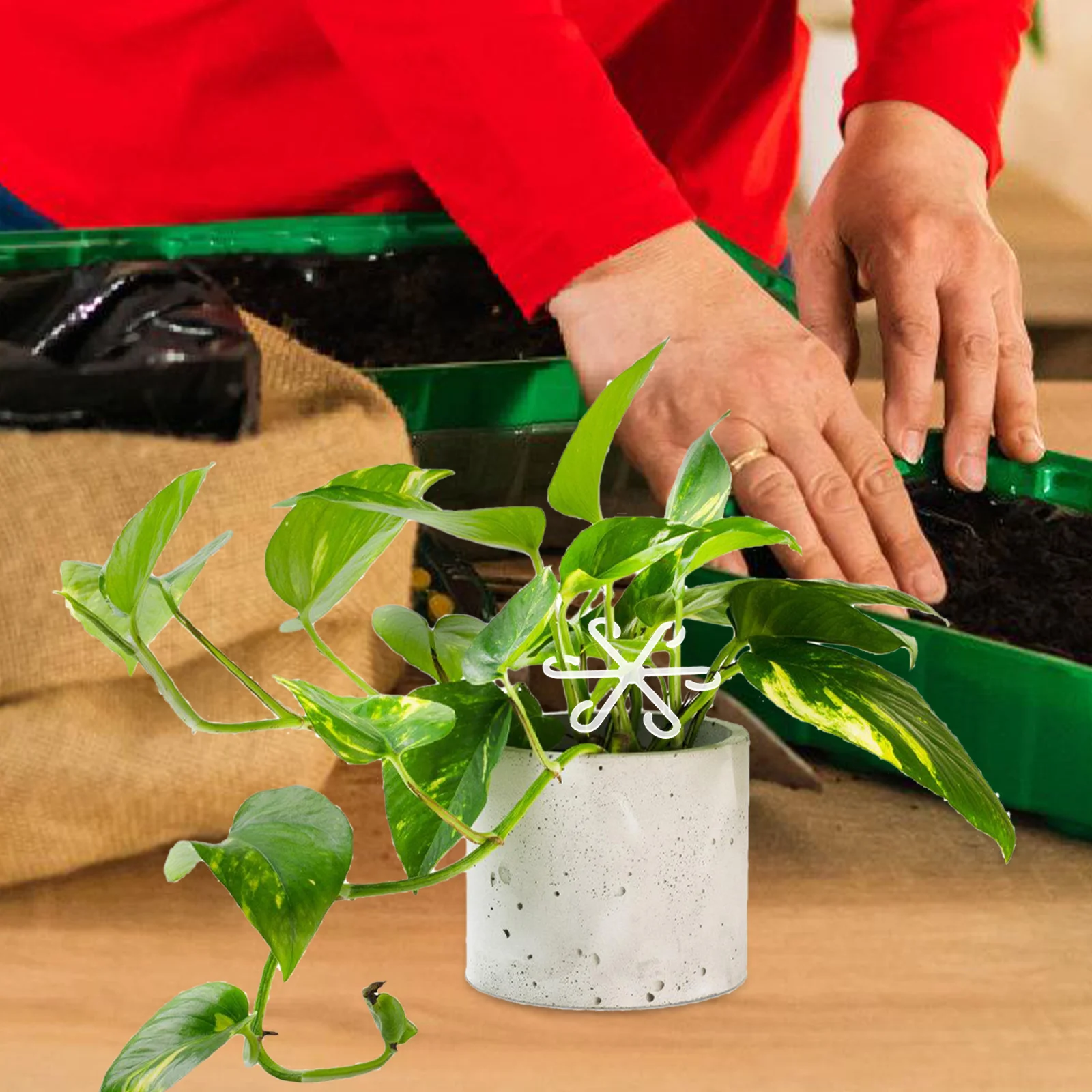 

Plant Stem Support Holder Acrylic Durable Rack Easy Installation Flowerpot Flower Stems Fixed Bracket Plant Support Clip Indoor