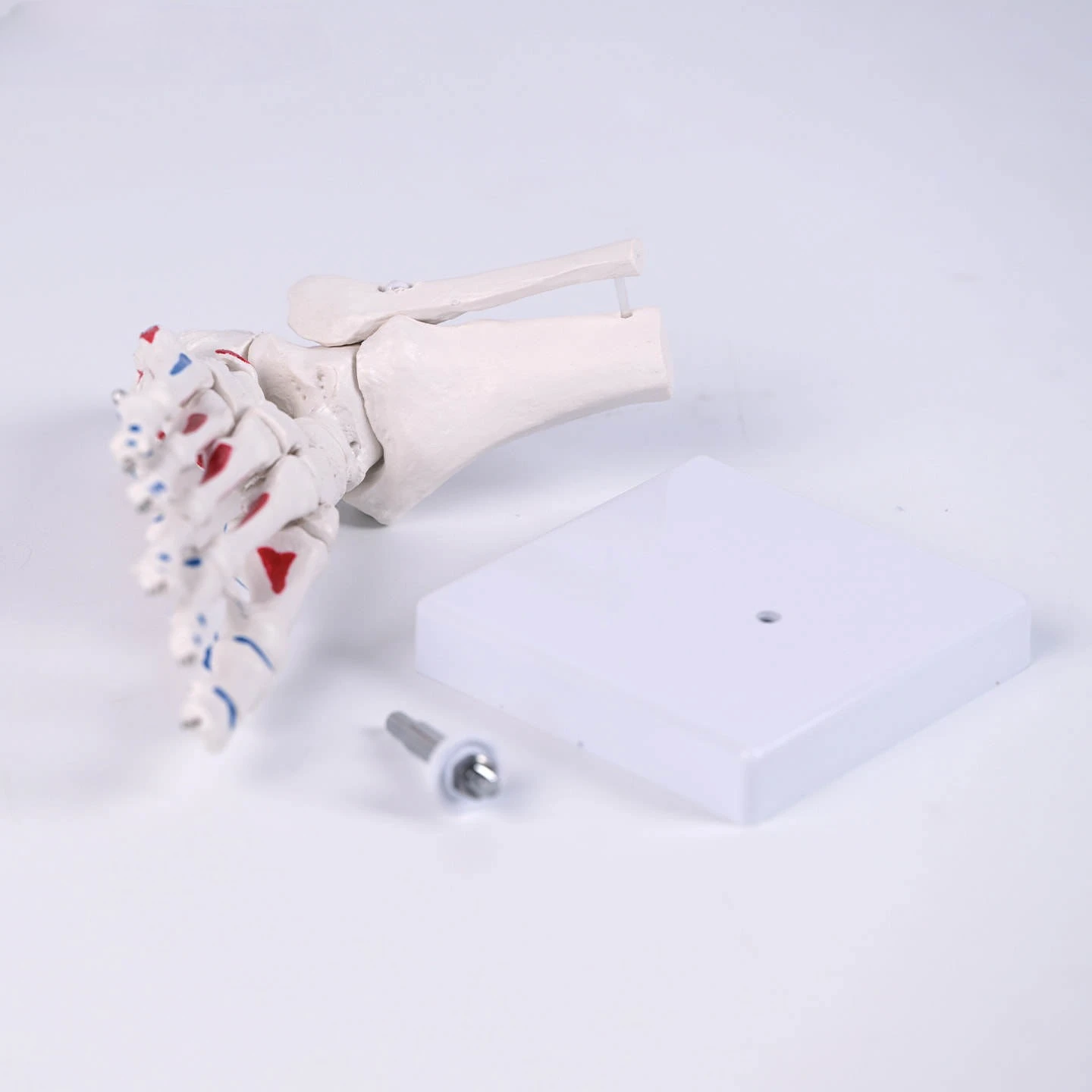 

The foot bone belt muscle start and end point model base can be rotated to the foot anatomy model