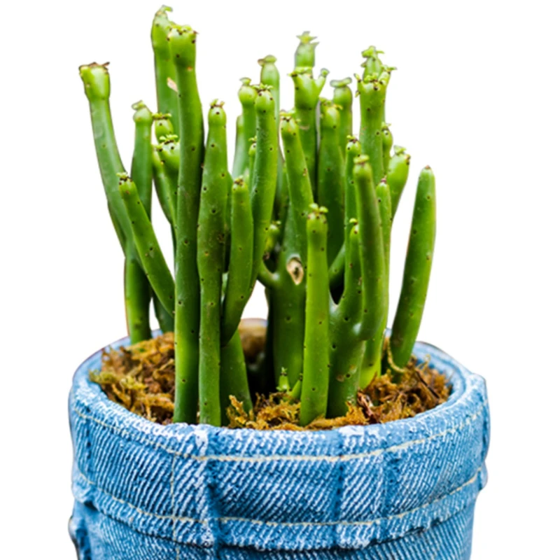 Jeans Pocket Flower Pot Creative Personalized Bonsai Pot INS Nordic Living Room Floor-to-Floor Potted Plant Ornament