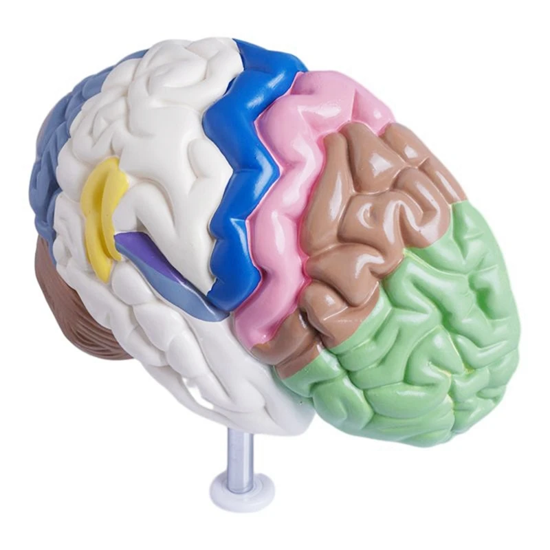 Human Half Brain Anatomy Model Life Size Anatomical,Brain Model  Tool Teaching Use,Cerebral Artery Model