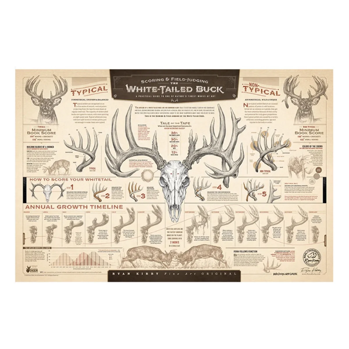 

"The Growth and Maturity of the White-Tailed Buck" Paper Print