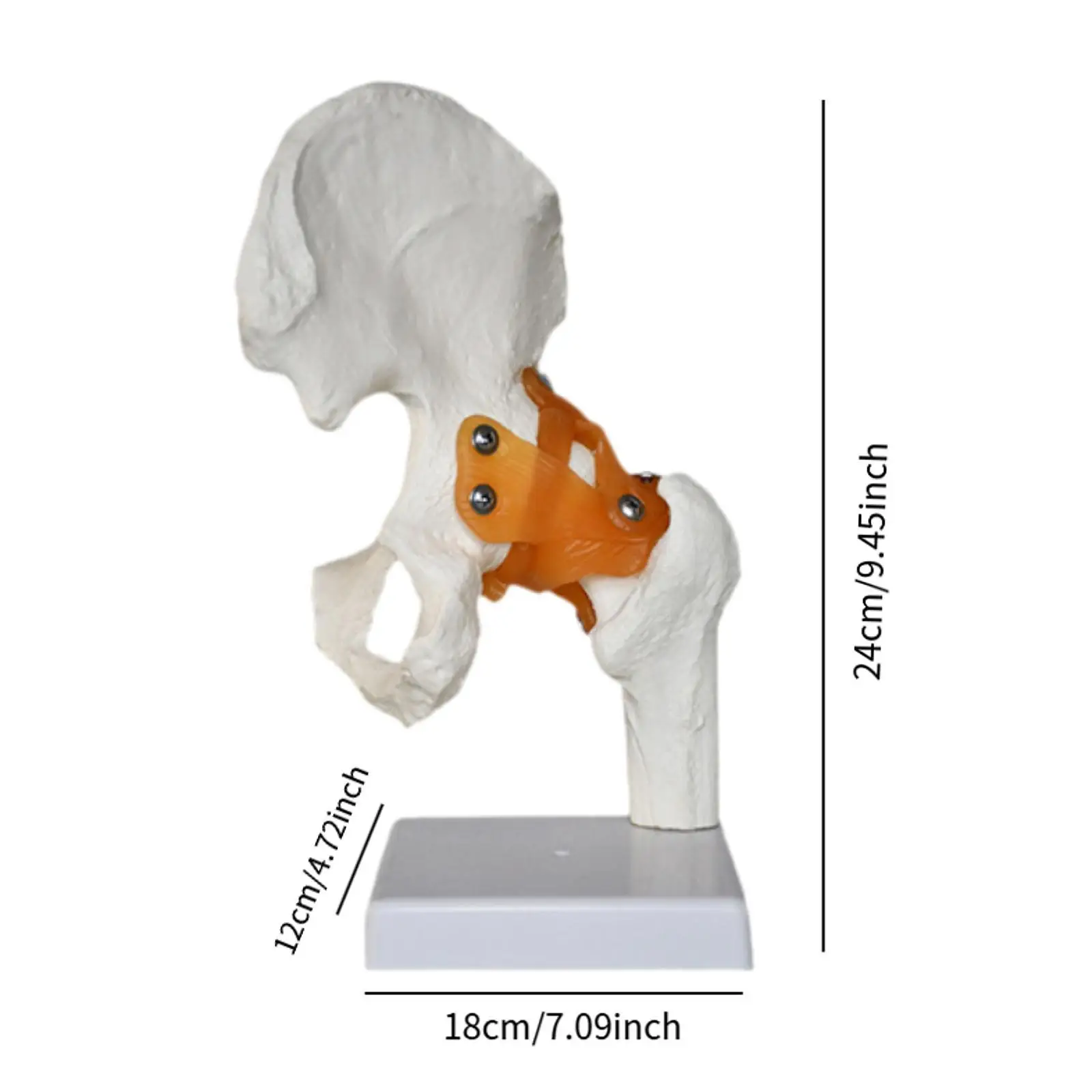 Modelo de articulación de cadera humana con ligamentos, educativo médico, ayuda de enseñanza ligera y resistente, ciencia realista para exhibición