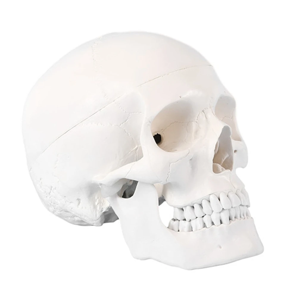 

Teaching Model 1:1Life Size Adult Human Skull Model White Removable Skull for Teaching Doctor Students