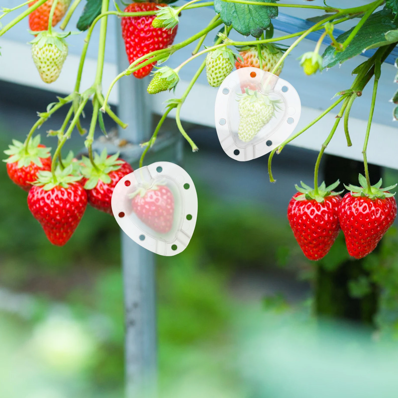 

5pcs Heart-Shaped Growing Mould Durable Transparent Garden Vegetable Growth Mold Watermelon Shaping Tool Gardening Supplies