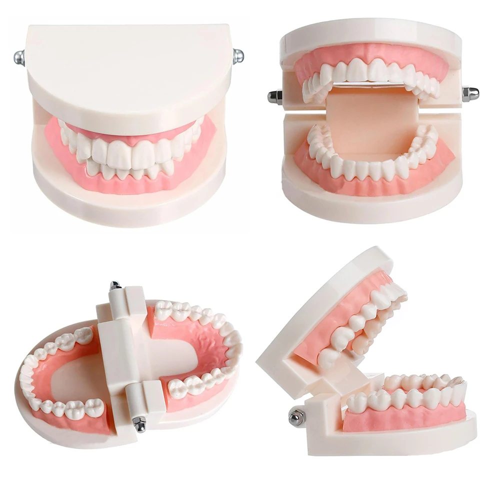 Dental Tooth Model Standard Teaching Dentist Model Teeth Model Dentistry Lab Material Dentist Instrument Dental Tools