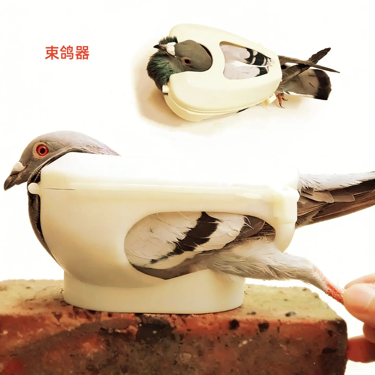 Pigeon Bundle Parrot Retainer Intramuscular Vaccination Pigeon Pox Young Pigeons Chick Feeding Dosing Pigeon Transport