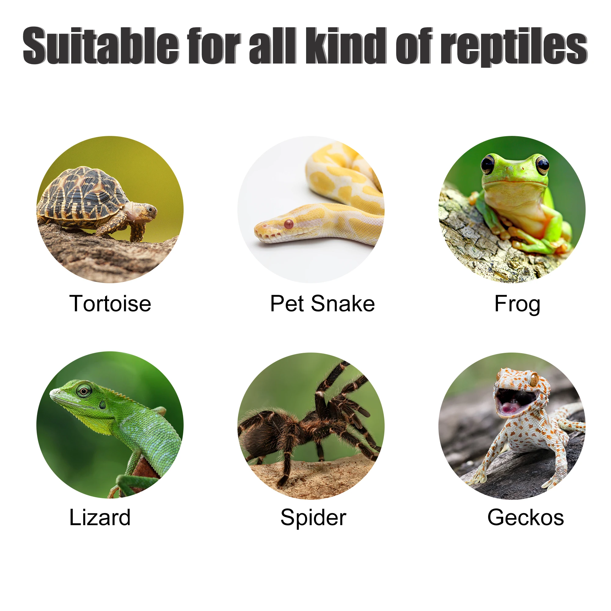 UXCELL Reptile Pet Bowls Feeding Tools Worm Dish Cereus Food Feeder Water Dish Resin Bowl Frog Gecko Spiders Turtles Reptile