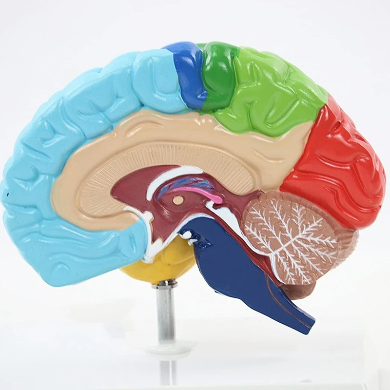 Education Right Hemisphere Of Brain Human Body Model 1:1 For Student Teaching Study Assembling Model