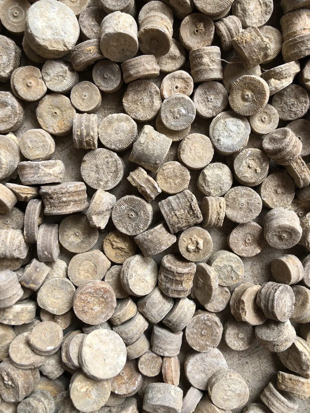 50grams Natural Carboniferous Period Sea Lily Stone Collection Hand Craft DIY Spencimen Display