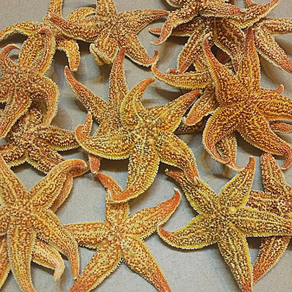 2Pcs 10-16cm Natural Dried Starfish Ornaments Sea Star Beach Craft For DIY Decor Wedding Party Home Photo Props Decoration