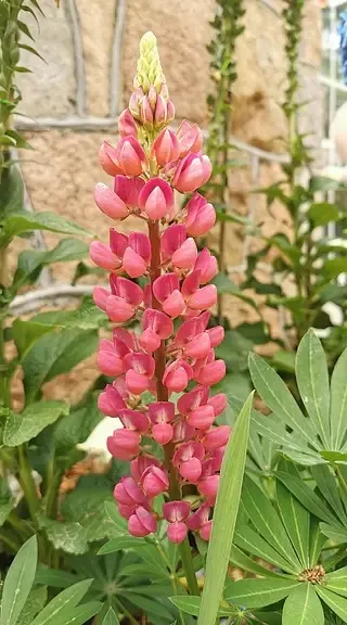 

Metal Differential Outdrive Diff Gear Planet Gears for 1/10 Arrma Bigrock Kraton Outcast Senton 1/8 Infraction Typhon Vendetta