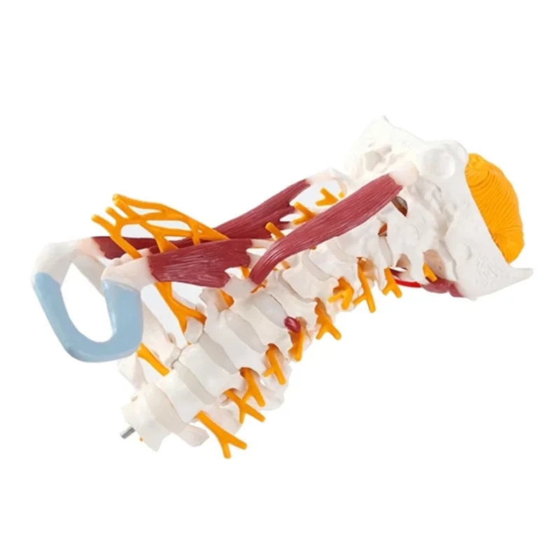 Model kręgosłupa szyjnego w skali 1:1, kręgosłup szyjny, nerw, model anatomiczny ludzkiego kręgosłupa, przewód mózgowo-paznokciowy, kręgi szyjne.