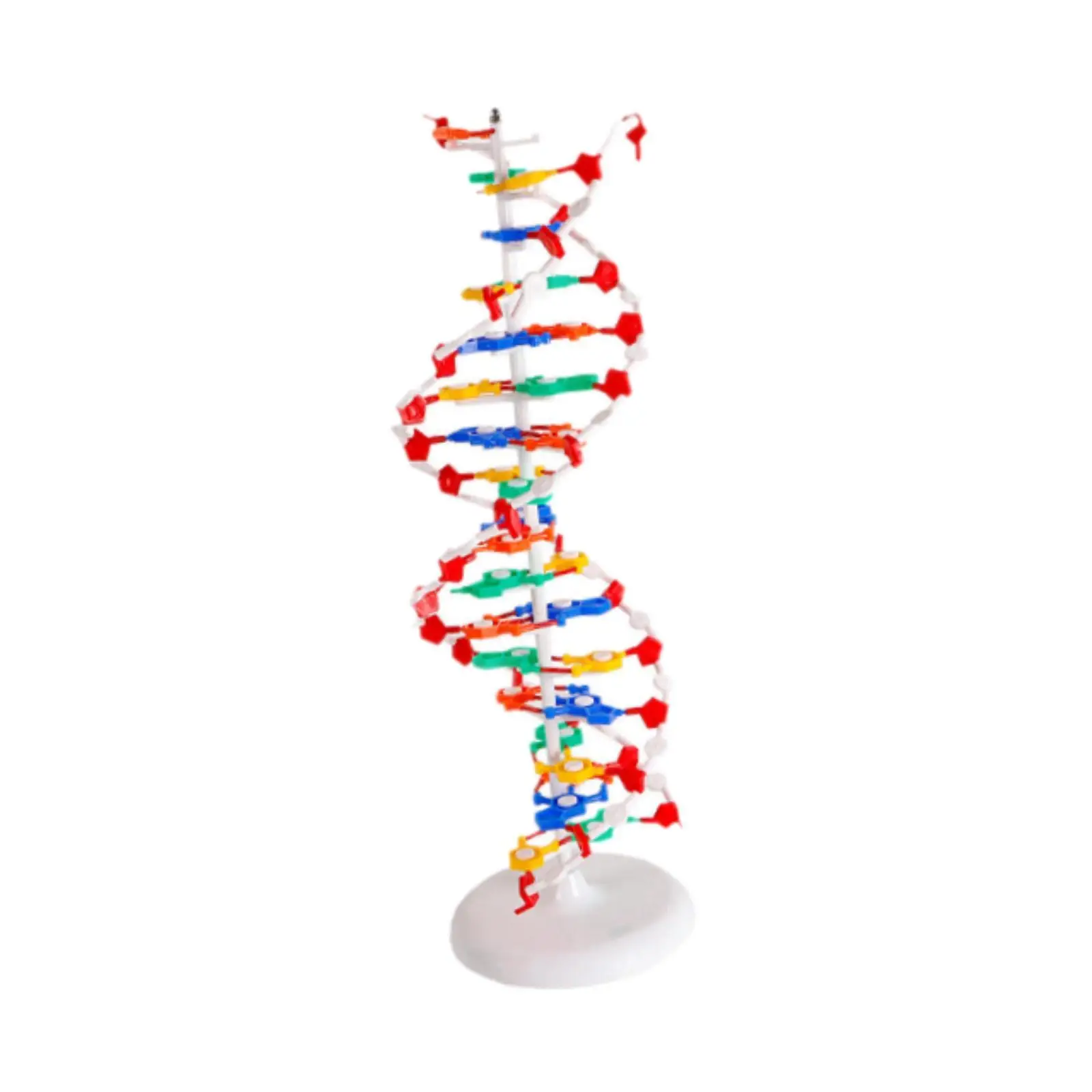 

Double HELIX Model Biological Science Popularization Teaching Aid Sturdy Double