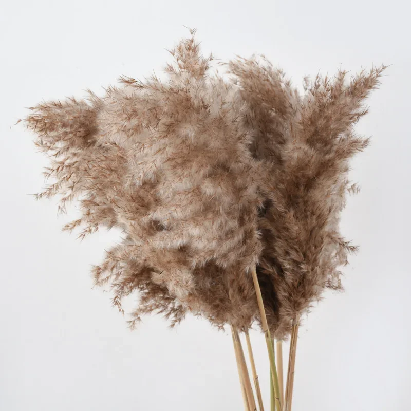 

Large and Small Natural Dried Flowers Pampas Grass Bouquet - Perfect for Boho - style Wedding Decoration and Home Decor