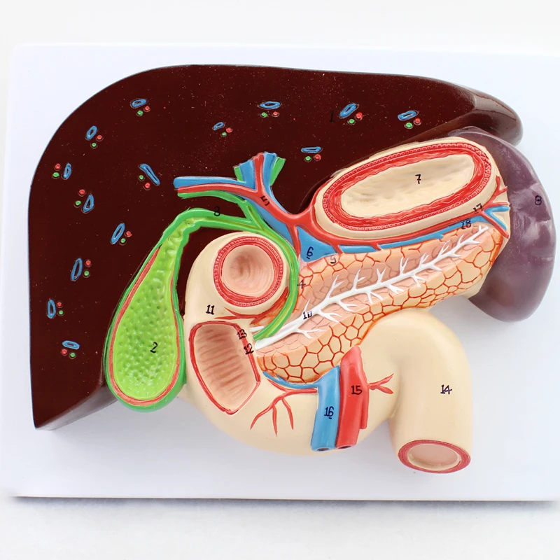 

Человеческая печень Duodenum Spleen анатомическая модель медицинская наука Учебные ресурсы Прямая поставка