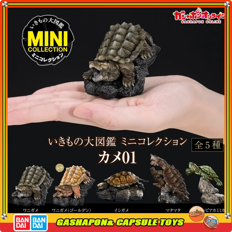 

BANDAI Biological Encyclopedia Action Figures Model Turtle Crocodile Turtle Brazil turtle GASHAPON Official Genuine Ornament