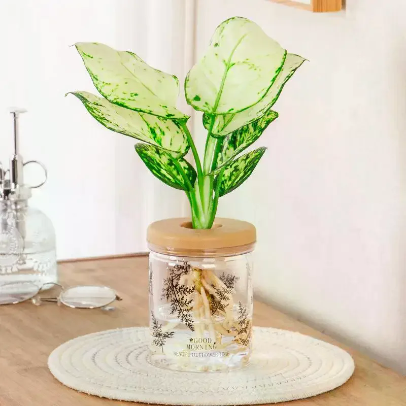 Transparent Hydroponic Plant Pot Desktop Water Cultivation Vase Decor