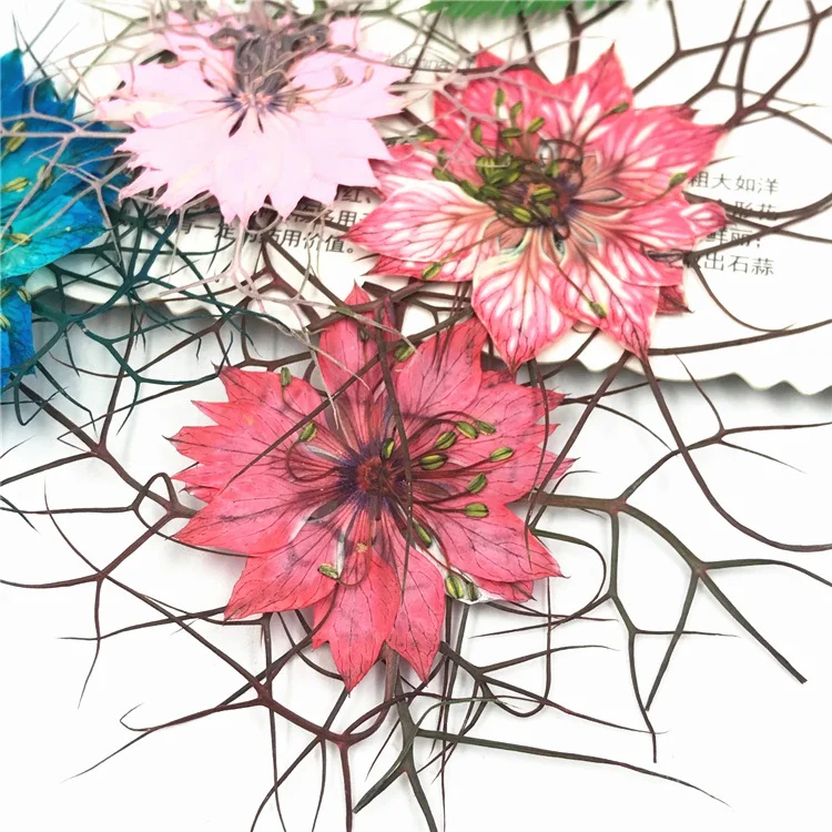 40Pcs Black Seed Plant Specimens, Dried Flowers, Pressed Flowers, Resin-Dried Flowers, Phone Case, Scented Candles, Pressed Flower Art, Photo Frame