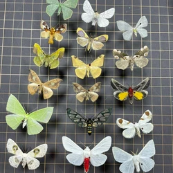 Real Butterfly, Big Silkworm Moth Specimen, Photography, Props, Home Decoration, DIY Handicraft Exhibition Collection Sculpture