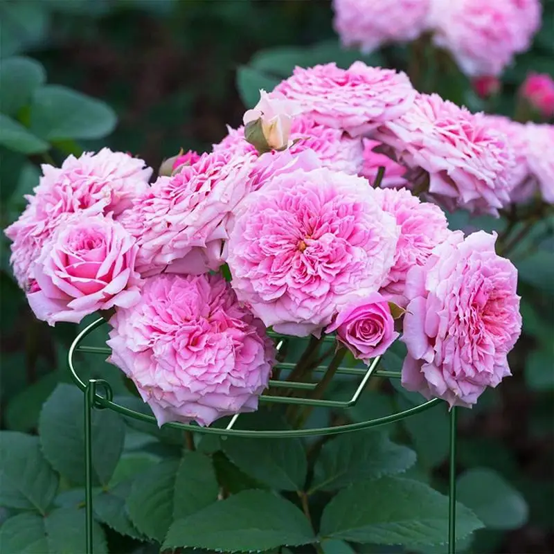 Plant Support 4X Grow Through Plant Support Rust-Resistant Garden Frame Grid Stake For Outdoor Flower Bed Arrangement