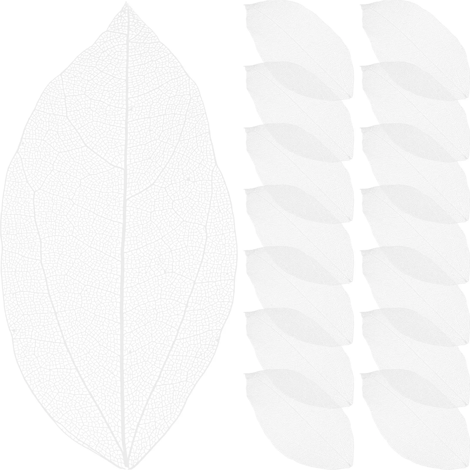 36pcs Natural Leaf Vein Materials for DIY Crafts Dried Leaves Resin Accessories Decor Immortal Veins Scrapbooking Tools