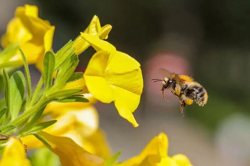 

Стальная металлическая шестерня 66T 06 модуля, главная шестерня 51548 для радиоуправляемых моделей Tamiya TB-04 TB04 TB05 TA07 FF04, запчасти и аксессуары для тюнинга