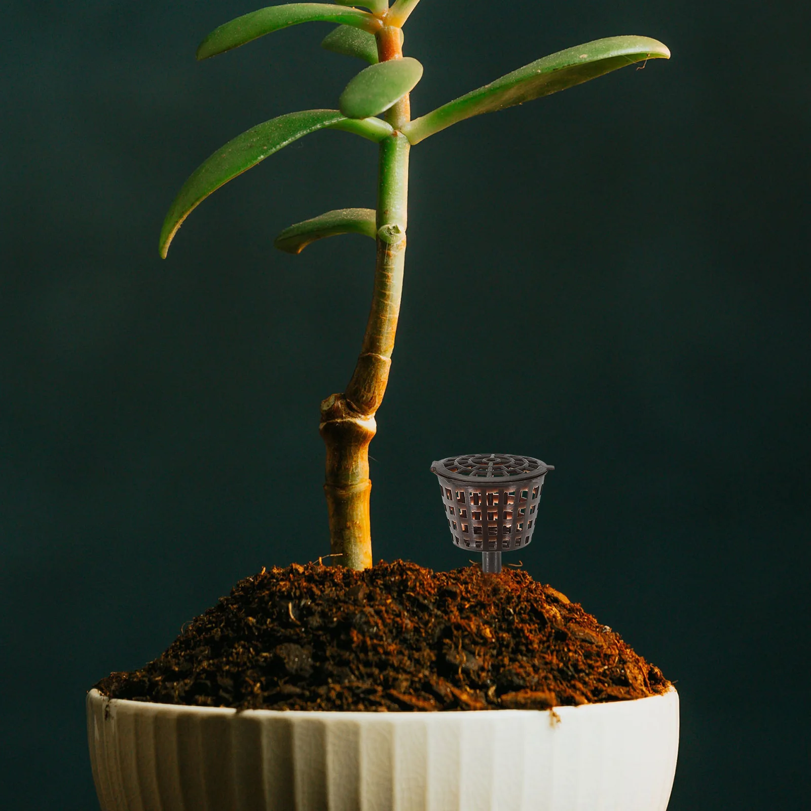 

20pcs Box Bonsai Orchid Flower Plant Container Holder Slow Release Nutrient Windproof Animal Resistant Durable Garden
