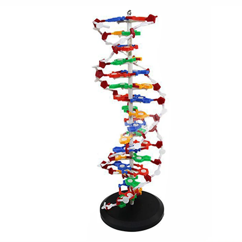 Teaching resources, medical DNA double helix structure PVC material anatomy model