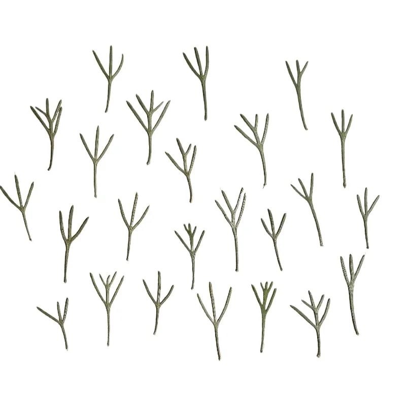 24pcs,Real Pressed Achillea Leaves Dried Flower Specimen for Epoxy Resin Mold,Botanical Wall Art,Handmade Bookmark DIY Supplies