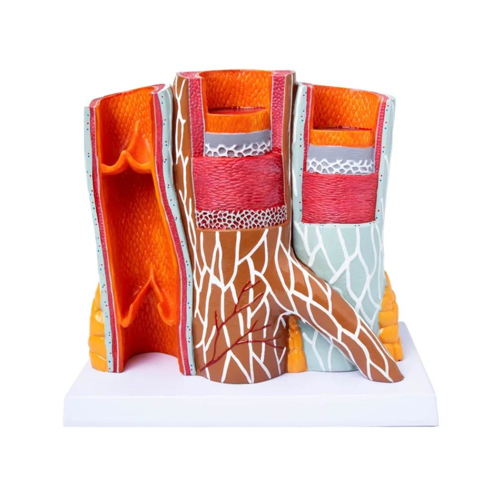 

Medical Anatomy Coronary Artery Cardiovascular Artery Model