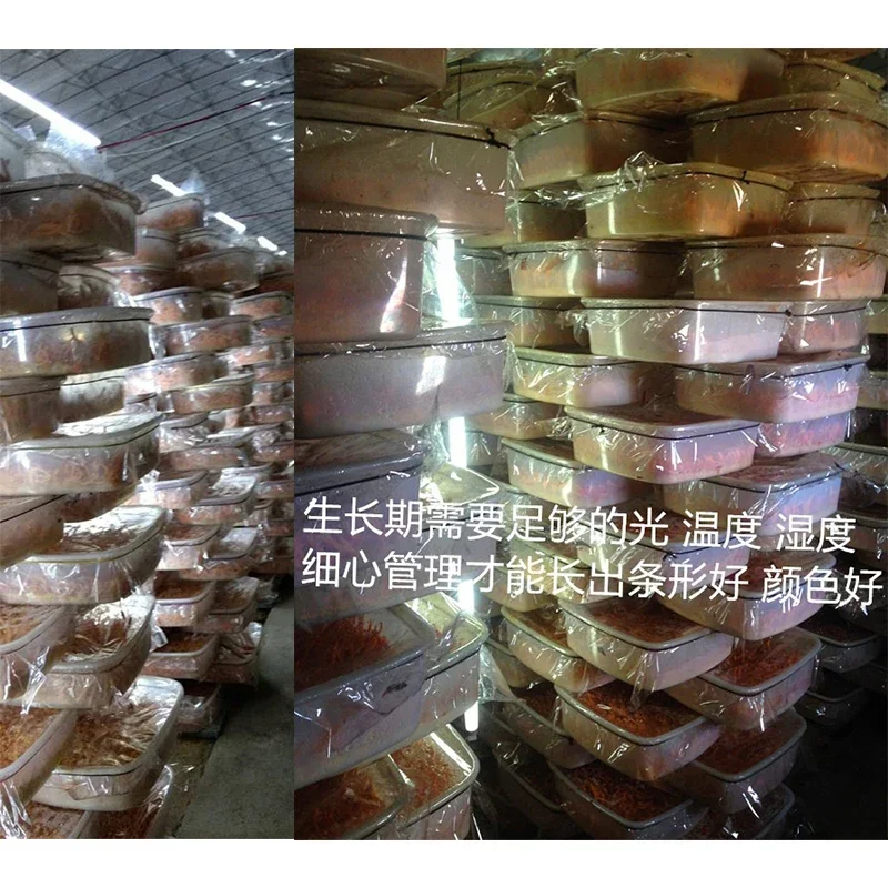 سلسلة البرتقال: 100% الطبيعية يوننان كورديسيبس زهرة الزهور المجففة ل الروائح شمعة مجوهرات من مادة الراتنج الصابون صنع الفن الحرفية