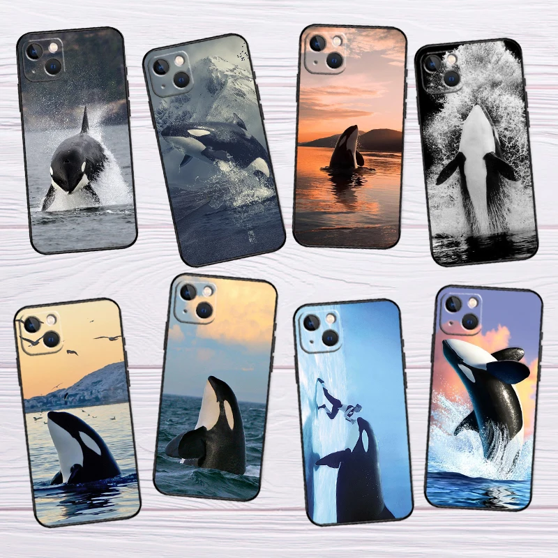 Killer Whale Orca C… - image