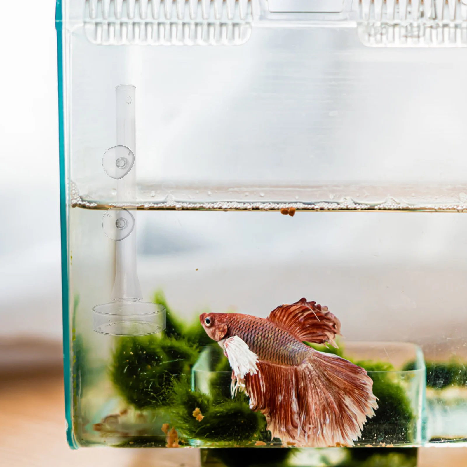 

1Set Shrimp Feeding Tube Fish Feeder Aquarium Glass Feeder Shrimp Tank Dish Practical Design Aquarium Glass Fish