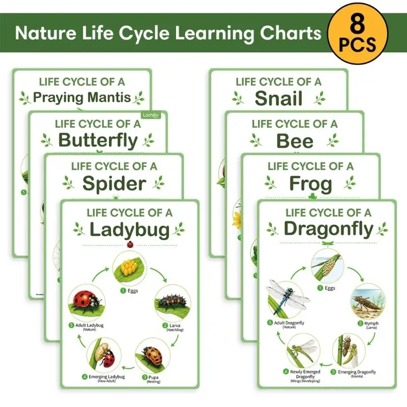 Animal and Insect Life Cycle Wall Charts, 8 Sheets Educational Posters with Step-by-Step Growth Step Display for Classroom D2RC