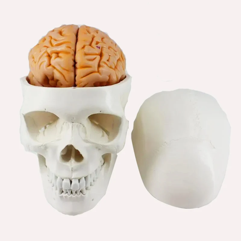 

Skull Model Brain Neurology Craniocerebral Anatomy Model Removable Brain Skeleton Anatomical Model Teaching Tool