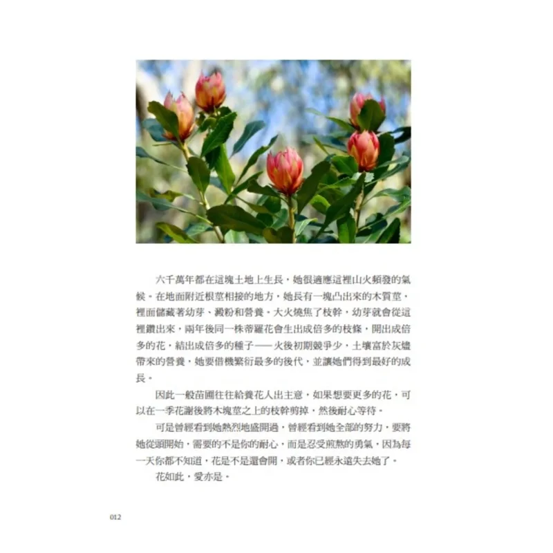 When She Was Born Plant A Daze Rice Tree For Her Australian FlowerandBird Hand Note No 2 Li Xia Hiking 9786267659199 Book view 5