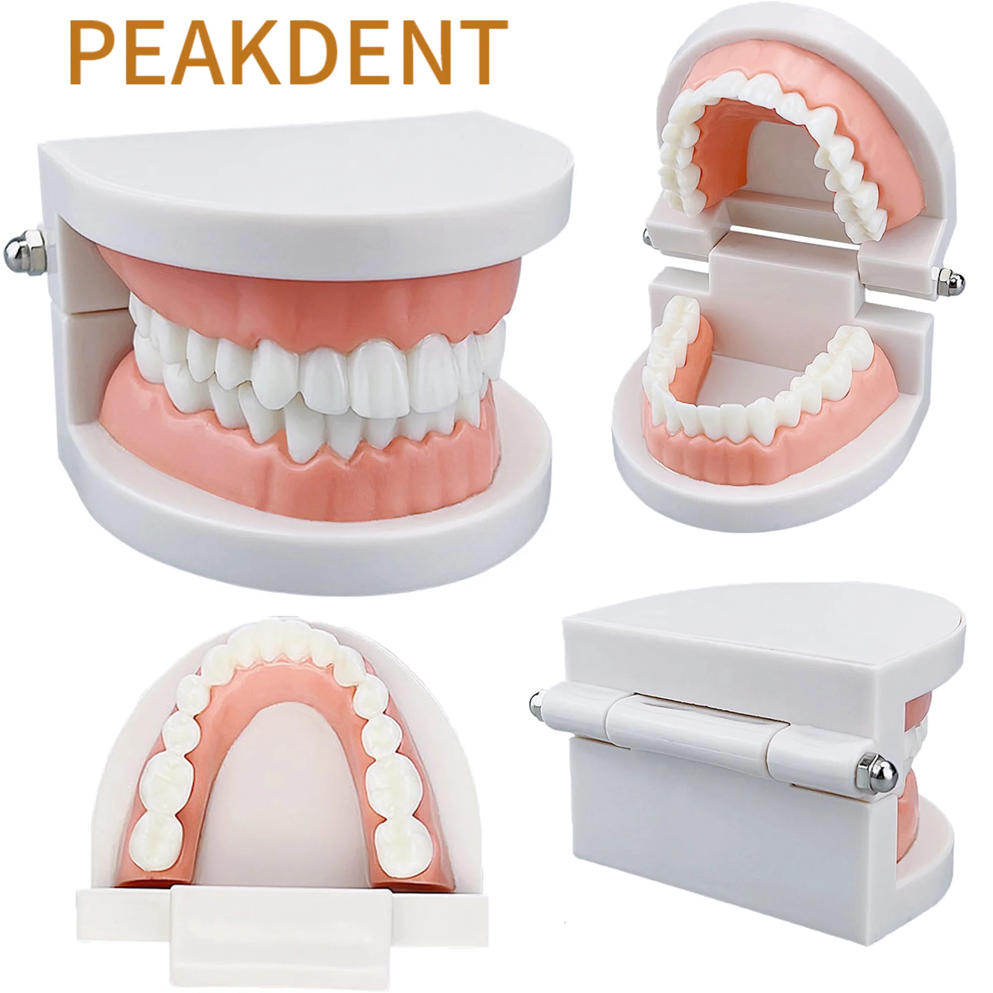  1 szt. Model dentystyczny trening Typodont Model zębów dla dentysty technik praktyka dentysta Instrument narzędzia Model laboratorium
