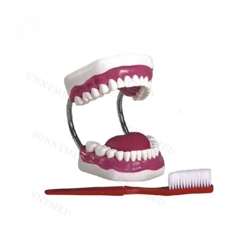 SY-N01902 School Dental Care Model Tooth Model Teeth Models