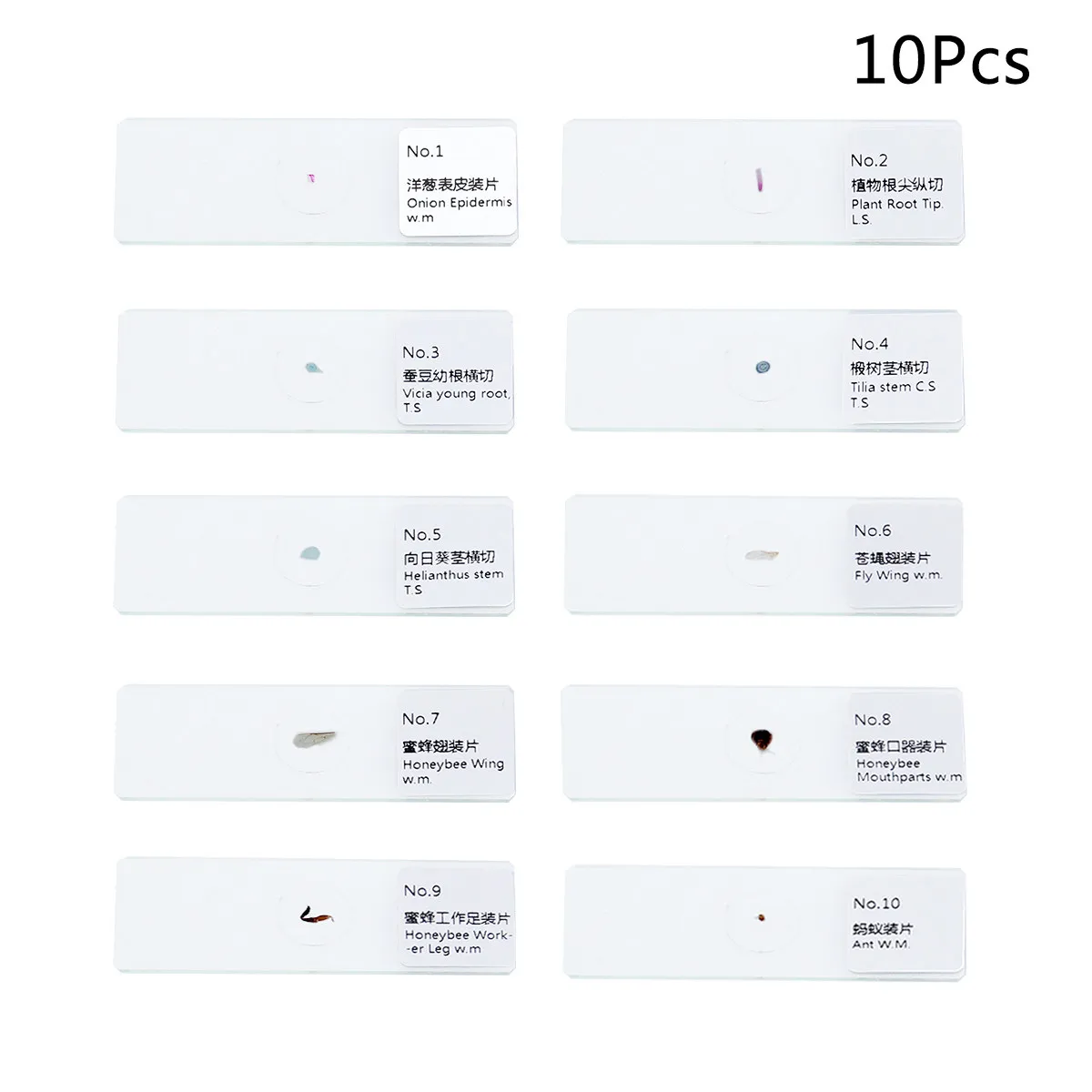 

Набор из 10 готовых стеклянных предметных стекол для микроскопа: образцы биологических образцов (насекомые, растения, животные) для образовательных целей