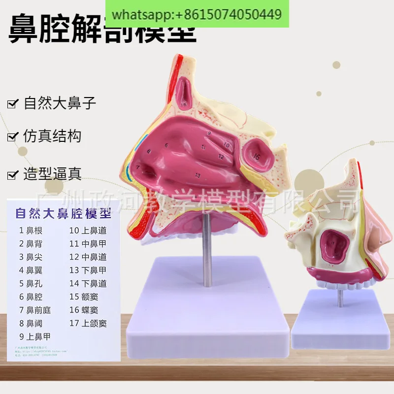 Human nasal anatomy model, ear, nose, and throat medical teaching model, nose, mouth, and nasal structure tissue model