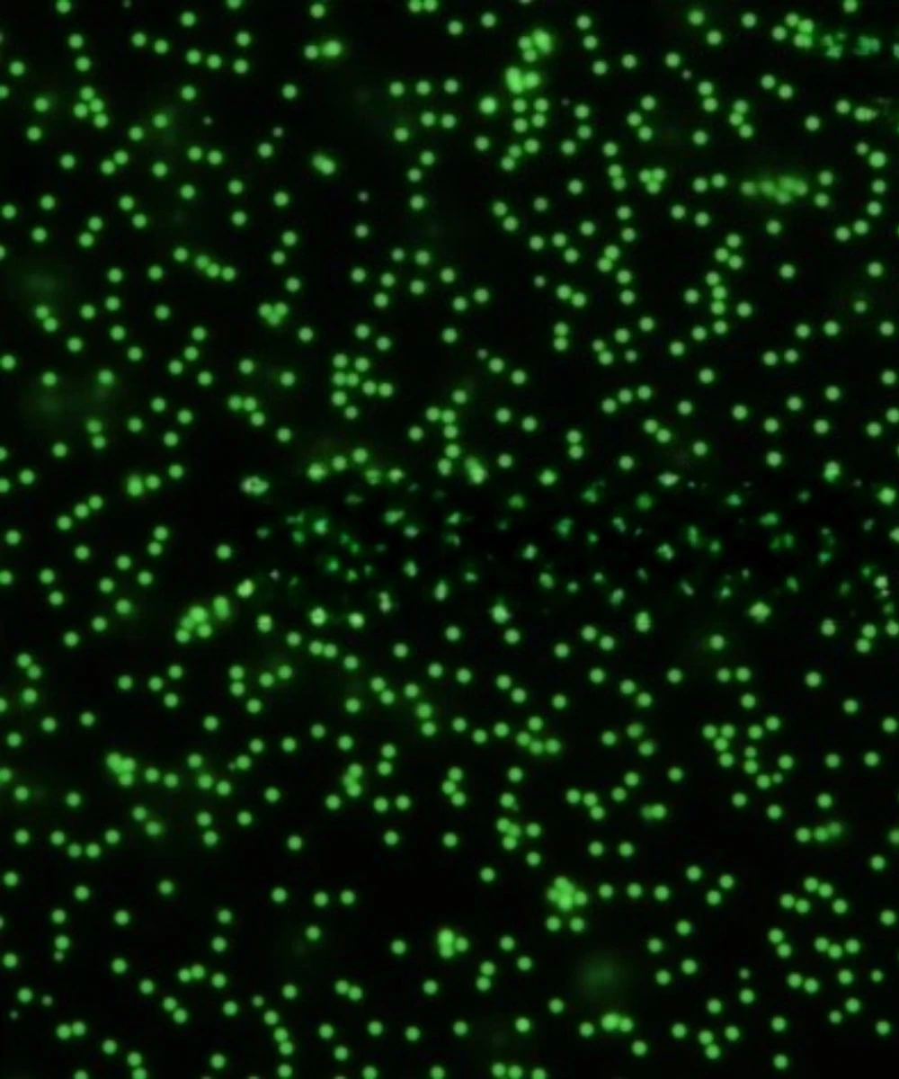 Monodisperse Uniform Green Fluorescent Polystyrene Microspheres Micron‑Nanometer PS Fluorescent Particles