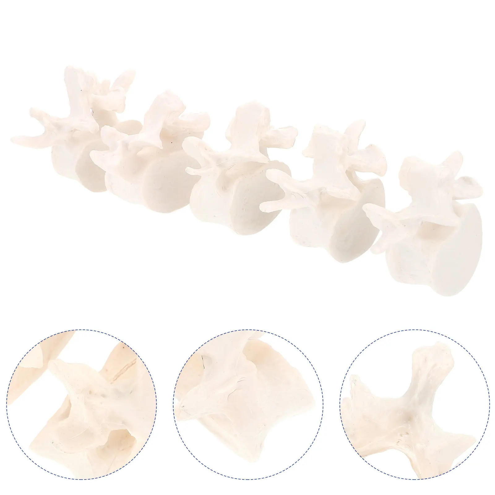 

1Set Lumbar Vertebral Spine Anatomical Human Lumbar Spine Demonstration Teaching Study Science Classroom