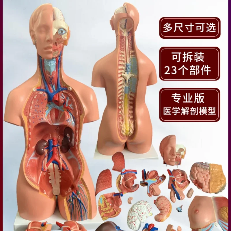 

Structure Anatomy Model Whole Body Viscera Brain Heart Trunk Model Teaching Medicine Children Puzzles