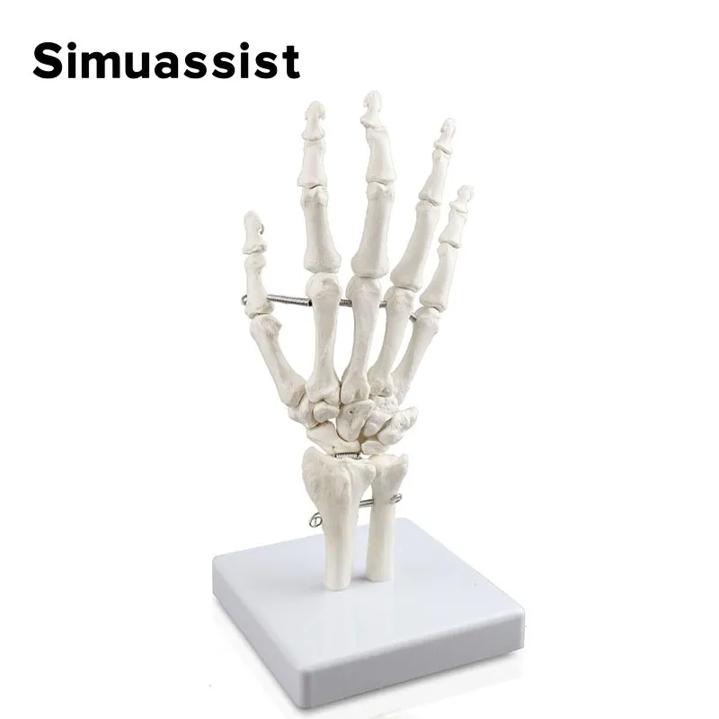 1:1 Size Human Hand Joint Model Hand Skeleton Bone Wrist Vola Palms Skeleton Model Medical Science Teaching Supplies