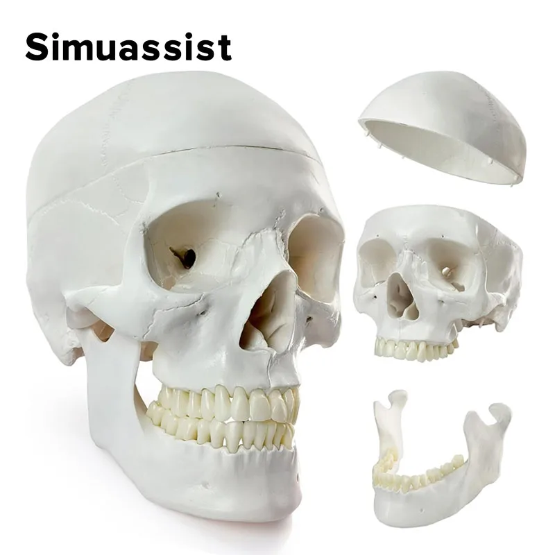 

1:1 Life Size Human Anatomical Head Skeleton Skull Model Removable Skull Cap Teaching Model School Supplies Study Tool