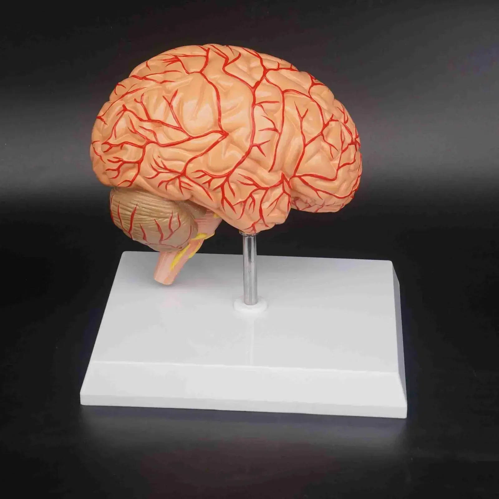 PVC Human Right Brain Blood Vessel Medical Display Anatomical Model Deluxe Specimen Medical Science Supplies