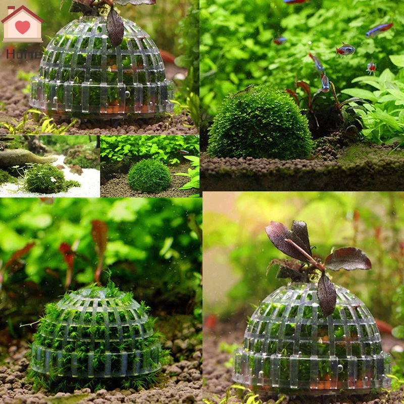 Suministros de decoración para mascotas acuáticas, Bola de musgo para acuario, filtro de plantas vivos para camarones de Java, pecera, productos