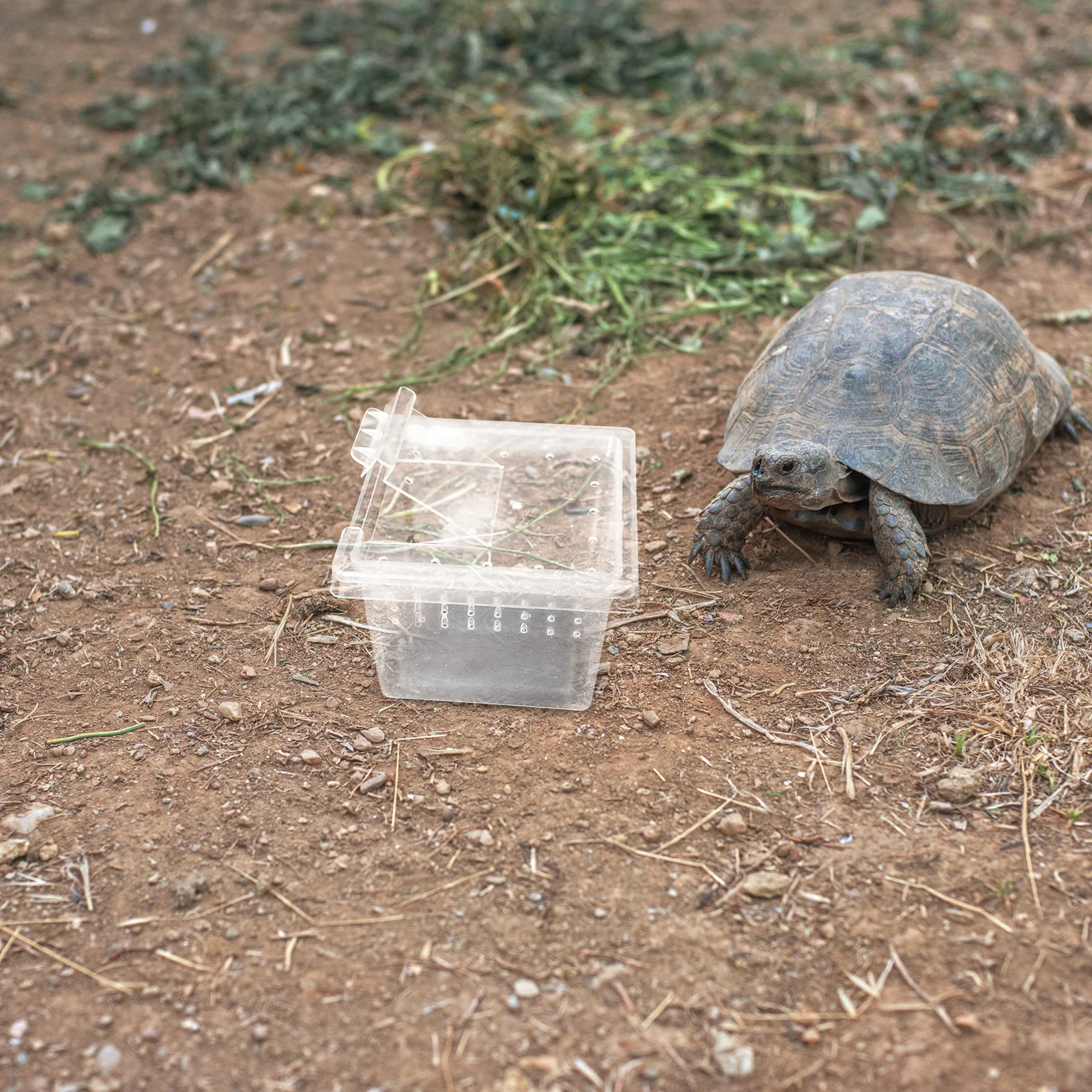 

30Pcs Transparent Reptile Breeding Box Natural Basking Platform for Gecko Lizard Spider Turtle Animal Habitat Hatching Cage Easy